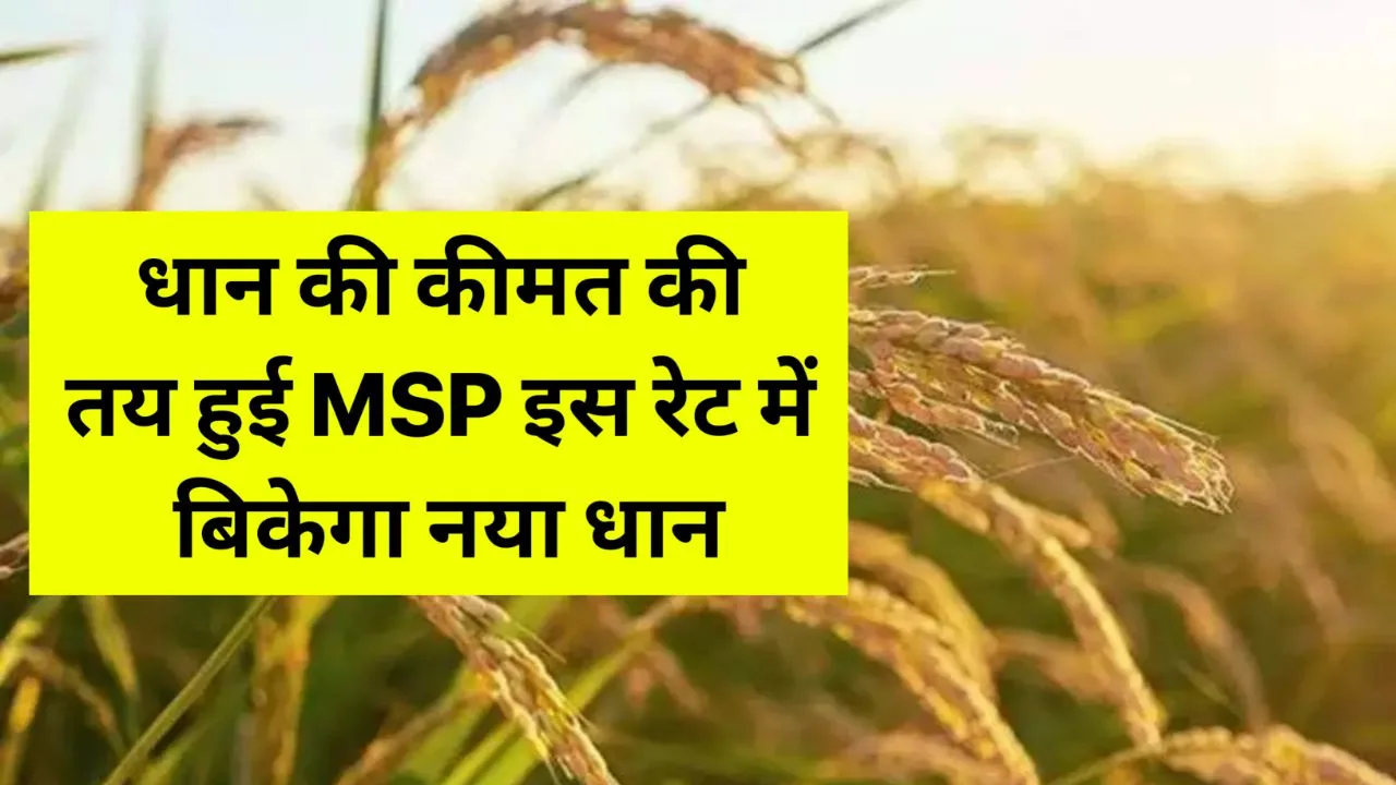 किसानों के लिए खुशखबरी धान के भाव की तय हुई MSP, इस रेट बिकेगा नया धान : Bihar Dhan Rate